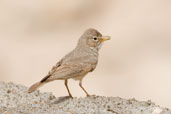 Desert Lark, Jebel Hafeet, Al Ain, Abu Dhabi, March 2010 - click for larger image