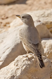 Desert Lark, Jebel Hafeet, Al Ain, Abu Dhabi, December 2010 - click for larger image