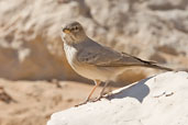 Desert Lark, Jebel Hafeet, Al Ain, Abu Dhabi, December 2010 - click for larger image