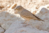 Desert Lark, Jebel Hafeet, Al Ain, Abu Dhabi, December 2010 - click for larger image