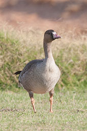 White-fronted Goose, Al Ain, Abu Dhabi, December 2010 - click for larger image
