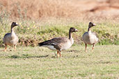 White-fronted Goose, Al Ain, Abu Dhabi, December 2010 - click for larger image