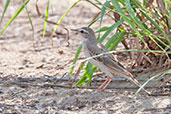 Tawny Pipit, Pivot Fields, Dubai, November 2010 - click for larger image