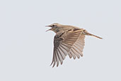 Tawny Pipit, Pivot Fields, Dubai, November 2010 - click for larger image