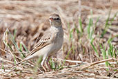 Tawny Pipit, Pivot Fields, Dubai, November 2010 - click for larger image