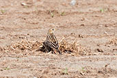 Red-throated Pipit, Pivot Fields, Dubai, November 2010 - click for larger image