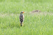 Richard's Pipit, Pivot Fields, Dubai, November 2010 - click for larger image