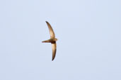 Pallid Swift, Al Ain, Abu Dhabi, March 2010 - click for larger image