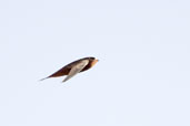 Pallid Swift, Al Ain, Abu Dhabi, March 2010 - click for larger image