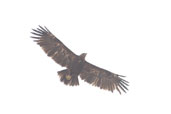 Greater Spotted Eagle, The Compost Plant, Al Ain, Abu Dhabi, March 2010 - click for larger image