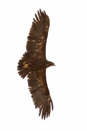 Greater Spotted Eagle, The Compost Plant, Al Ain, Abu Dhabi, March 2010 - click for larger image