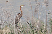 Purple Heron, Al Warsan Lakes, Dubai, November 2010 - click for larger image