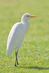 Cattle Egret, Al Ain, Abu Dhabi, December 2010 - click for larger image