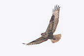 Long-legged Buzzard, Pivot Fields, Dubai, November 2010 - click for larger image