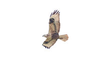 Long-legged Buzzard, Pivot Fields, Dubai, November 2010 - click for larger image