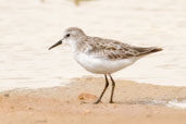 Little Stint, Al Ain Compost Plant, Abu Dhabi, March 2010 - click for larger image