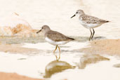 Little Stint with Temminck's Stint, Al Ain Compost Plant, Abu Dhabi, March 2010 - click for larger image