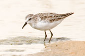 Little Stint, Al Ain Compost Plant, Abu Dhabi, March 2010 - click for larger image