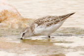 Little Stint, Al Ain Compost Plant, Abu Dhabi, March 2010 - click for larger image