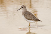 Temminck's Stint, Al Ain Compost Plant, Abu Dhabi, March 2010 - click for larger image