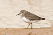 Temminck's Stint, Al Ain Compost Plant, Abu Dhabi, March 2010 - click for larger image