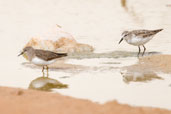 Temminck's Stint with Little Stint, Al Ain Compost Plant, Abu Dhabi, March 2010 - click for larger image