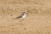 Kentish Plover, Al Ain Compost Plant, Abu Dhabi, March 2010 - click for larger image