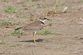 Little Ringed Plover, Pivot Fields, Dubai, November 2010 - click for larger image