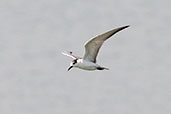 Whiskered Tern, Al Warsan Lakes, Dubai, November 2010 - click for larger image