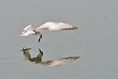 Whiskered Tern, Al Warsan Lakes, Dubai, November 2010 - click for larger image