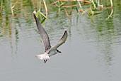 Whiskered Tern, Al Warsan Lakes, Dubai, November 2010 - click for larger image