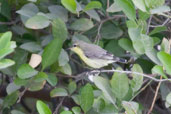 Female Purple Sunbird, Abu Dhabi, November 2010 - click for larger image