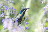 Eclipse Male Purple Sunbird, Al Ain, Abu Dhabi, December 2010 - click for larger image