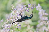 Eclipse Male Purple Sunbird, Al Ain, Abu Dhabi, December 2010 - click for larger image