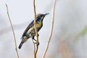 Eclipse Male Purple Sunbird, Al Ain, Abu Dhabi, December 2010 - click for larger image