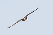 Marsh Harrier, Pivot Fields, Dubai, November 2010 - click for larger image
