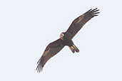 Marsh Harrier, Pivot Fields, Dubai, November 2010 - click for larger image