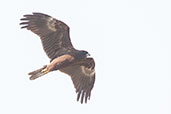 Marsh Harrier, Pivot Fields, Dubai, November 2010 - click for larger image