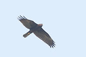 Marsh Harrier, Pivot Fields, Dubai, November 2010 - click for larger image