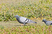 Rock Pigeon, Al Ain, UAE, November 2010 - click for larger image