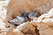 Rock Pigeon, Al Ain, UAE, November 2010 - click for larger image