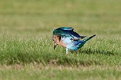 Indian Roller, Pivot Fields, Dubai, November 2010 - click for larger image