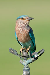 Indian Roller, Pivot Fields, Dubai, November 2010 - click for larger image