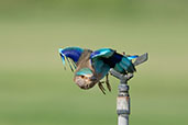 Indian Roller, Pivot Fields, Dubai, November 2010 - click for larger image