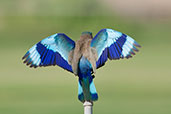 Indian Roller, Pivot Fields, Dubai, November 2010 - click for larger image