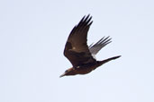 Brown-necked Raven, Al Ain, Abu Dhabi, March 2010 - click for larger image