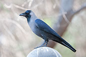 House Crow, Safa Park, Dubai, November 2010 - click for larger image