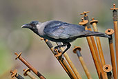 House Crow, Safa Park, Dubai, November 2010 - click for larger image