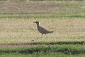 Cream-coloured Courser, Ghantoot Polo Field, Abu Dhabi, November 2010 - click for larger image