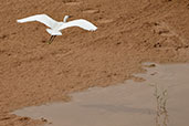 Little Egret, Zhaker Pools, Al Ain, UAE, March 2010 - click for larger image